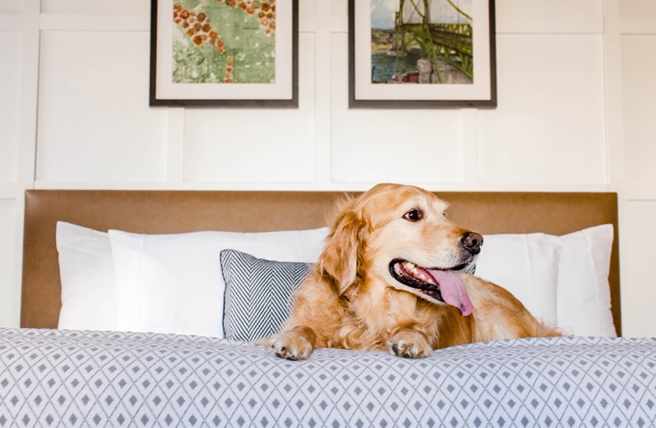 A dog sitting in the bed