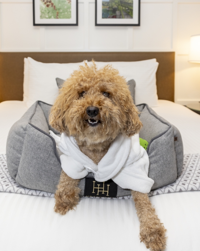 Golden doodle puppy wearing a white sweater laying on a bed